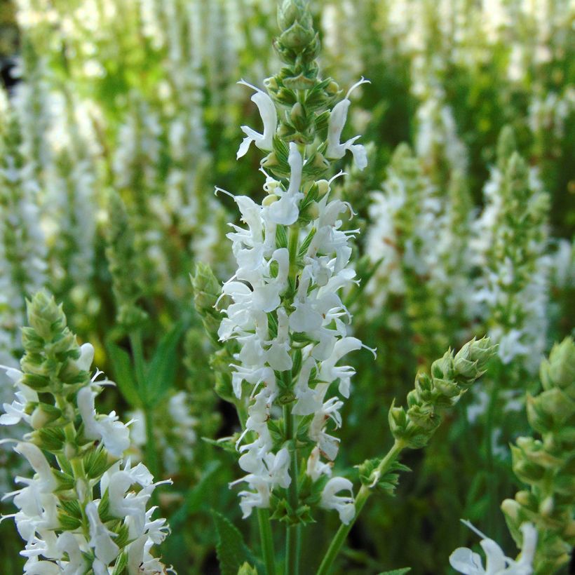 Salvia nemorosa Schneehügel - Steppen-Salbei (Blüte)