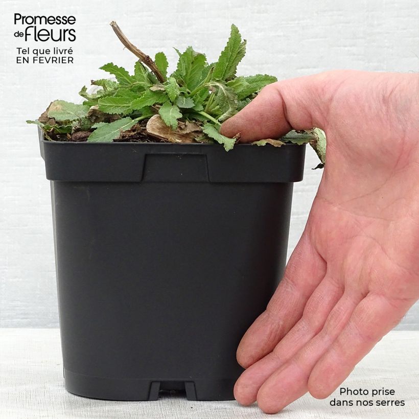 Exemplar von Salvia nemorosa Schneehügel - Sauge des bois en pot de 2/3 litres wie im Winter geliefert