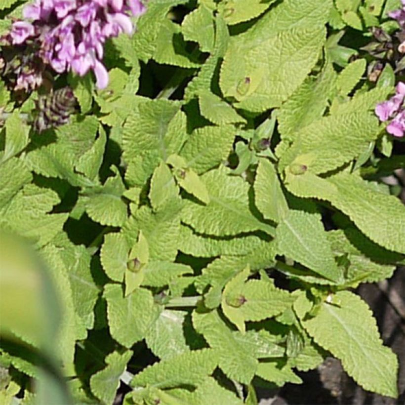 Salvia nemorosa Sensation Rose - Steppen-Salbei (Laub)