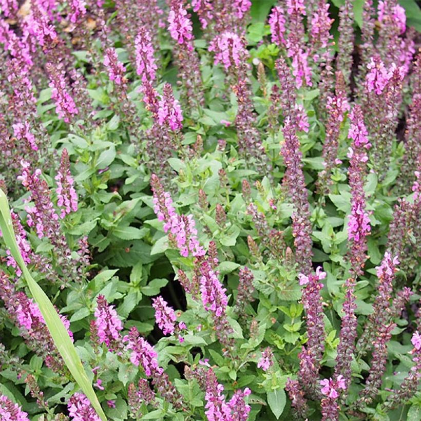 Salvia nemorosa Sensation Rose - Steppen-Salbei (Blüte)