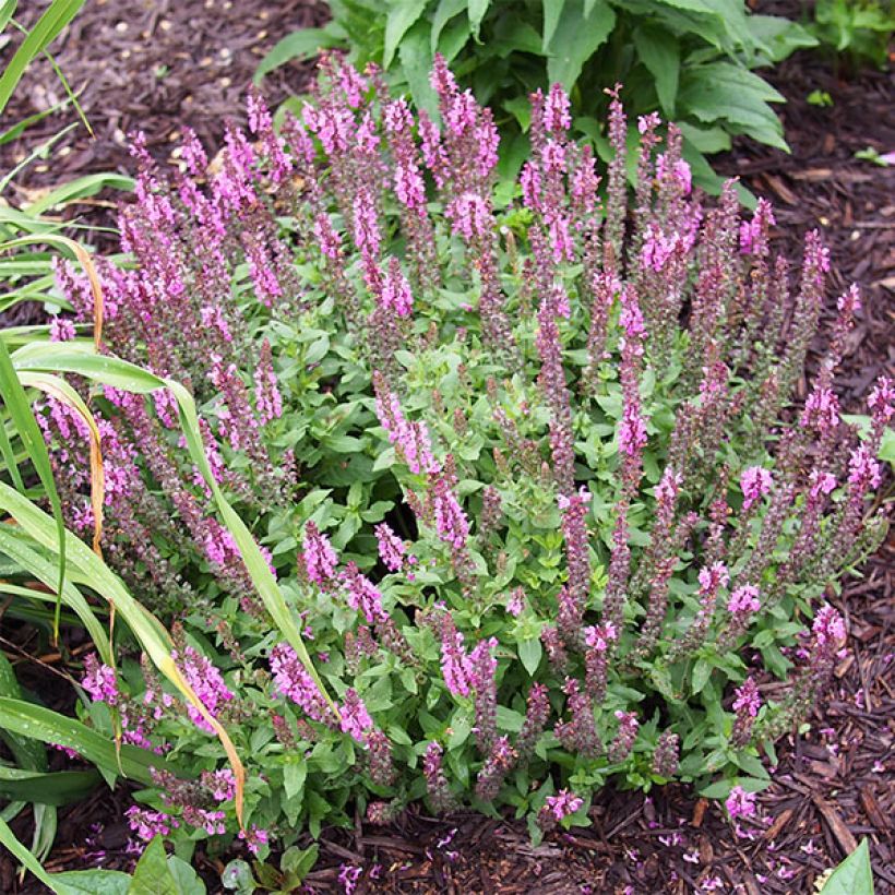 Salvia nemorosa Sensation Rose - Steppen-Salbei (Hafen)