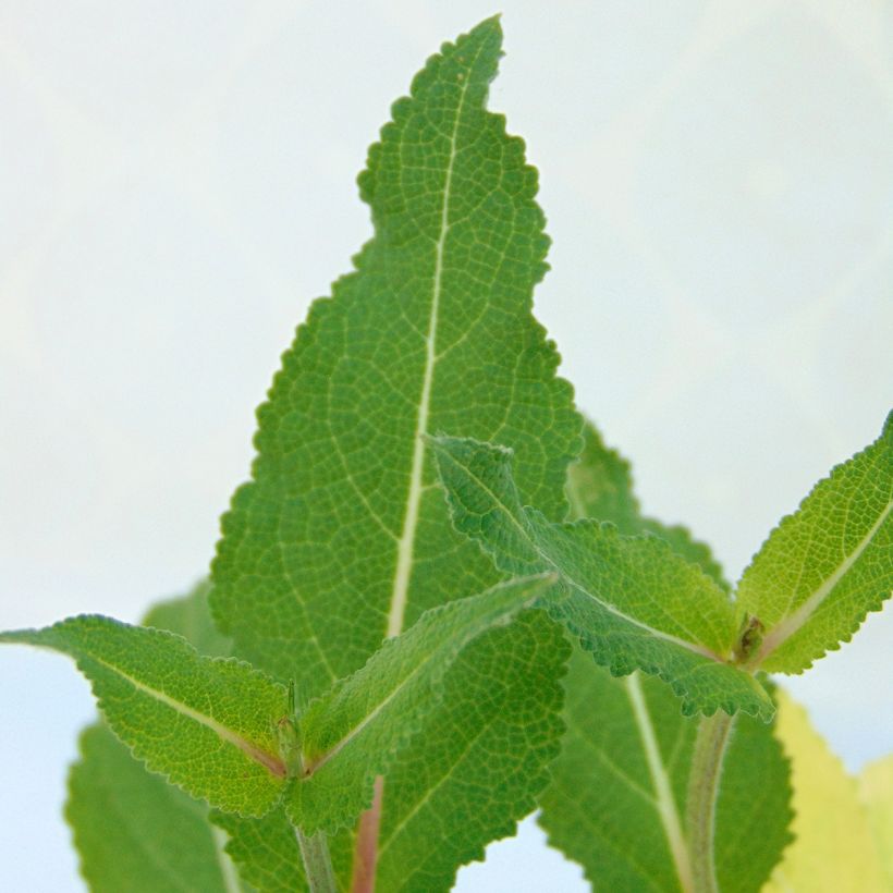 Salvia nemorosa Serenade - Steppen-Salbei (Laub)