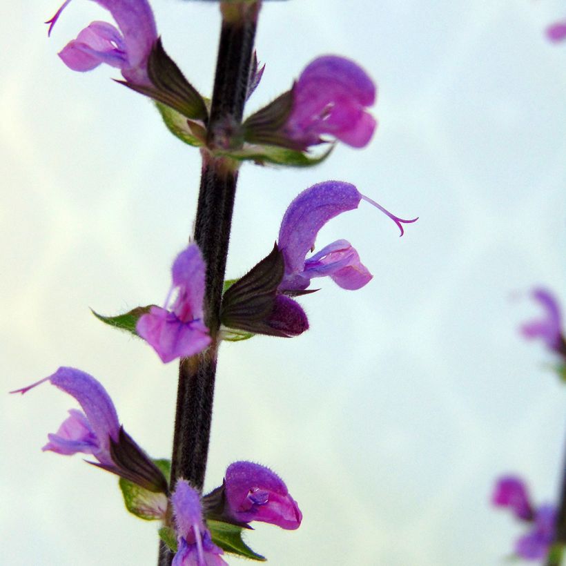 Salvia nemorosa Serenade - Steppen-Salbei (Blüte)