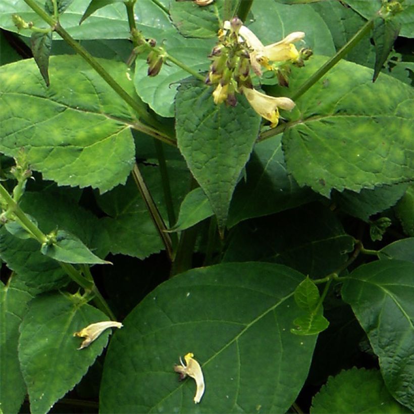 Salvia omeiana - Omei-Salbei (Laub)