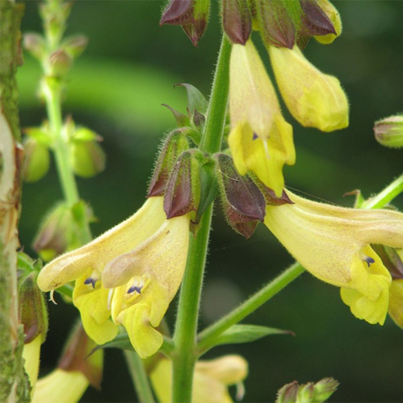 Salvia omeiana - Omei-Salbei (Blüte)