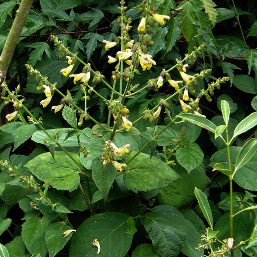 Salvia omeiana - Omei-Salbei (Hafen)