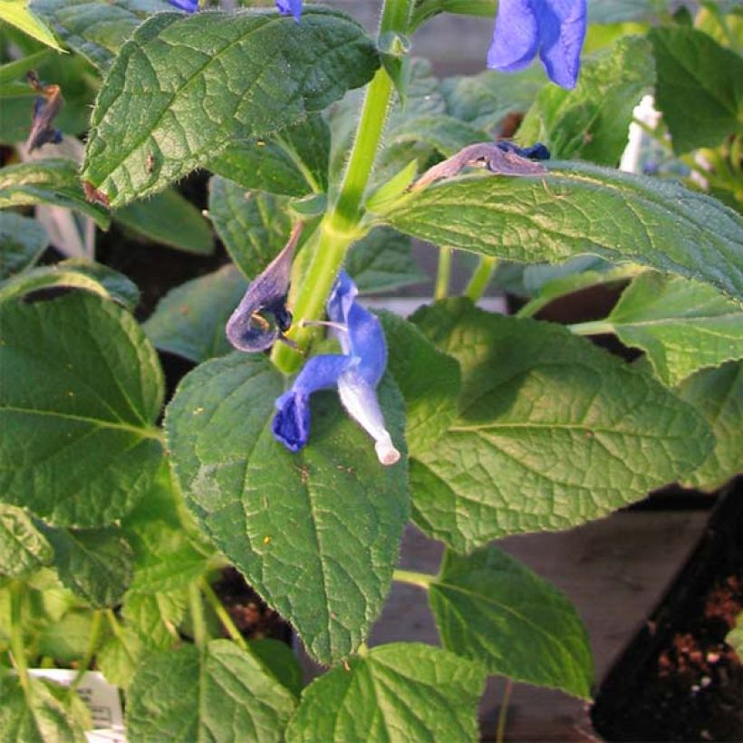 Salvia patens Royal Blue - Mexikanischer Salbei (Laub)