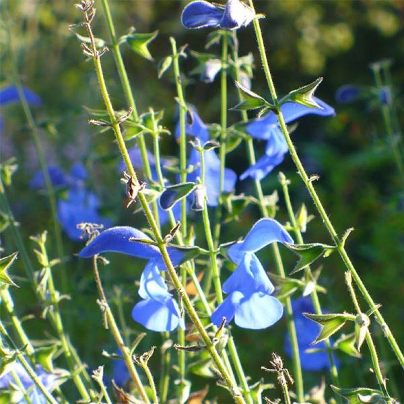 Salvia patens Royal Blue - Mexikanischer Salbei (Blüte)