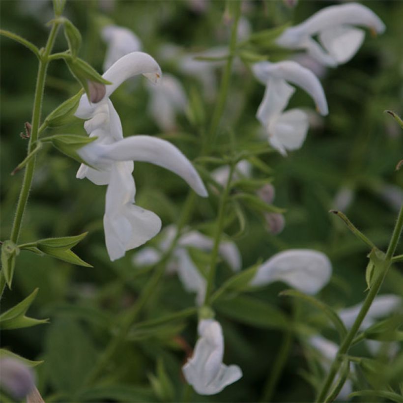 Salbei White Trophy - Salvia patens (Blüte)