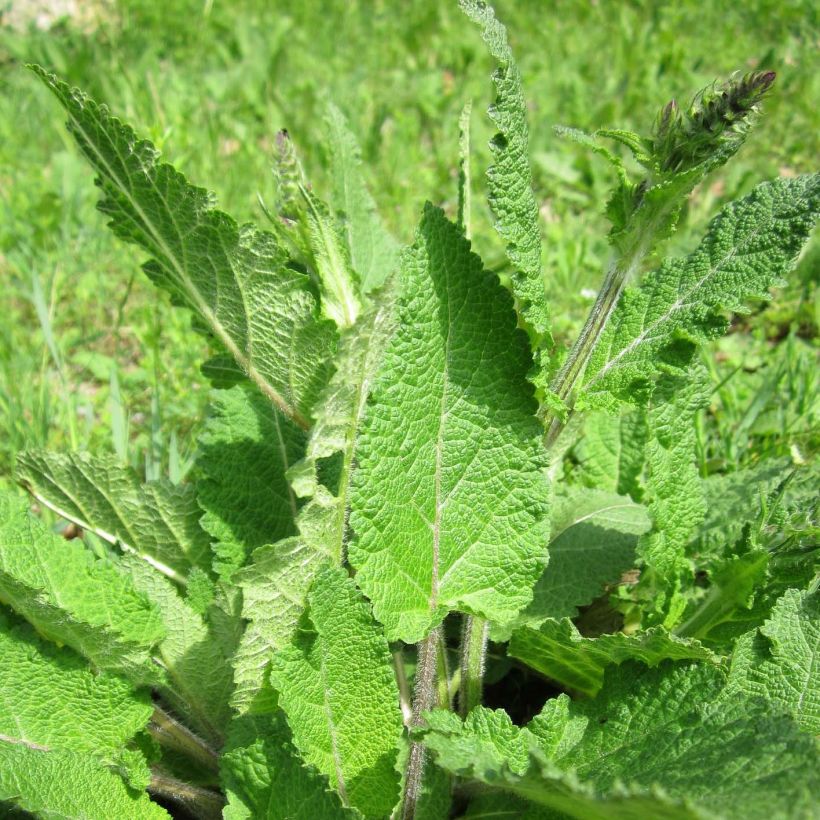 Salvia pratensis - Wiesensalbei (Laub)