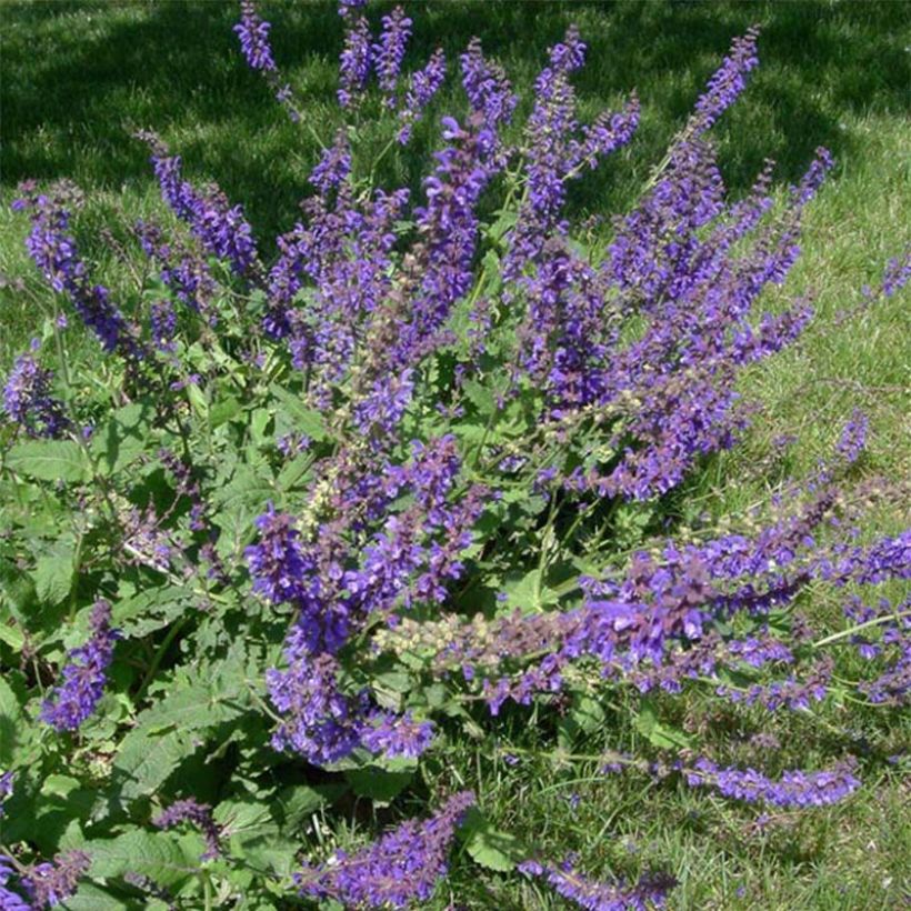 Salvia pratensis - Wiesensalbei (Blüte)