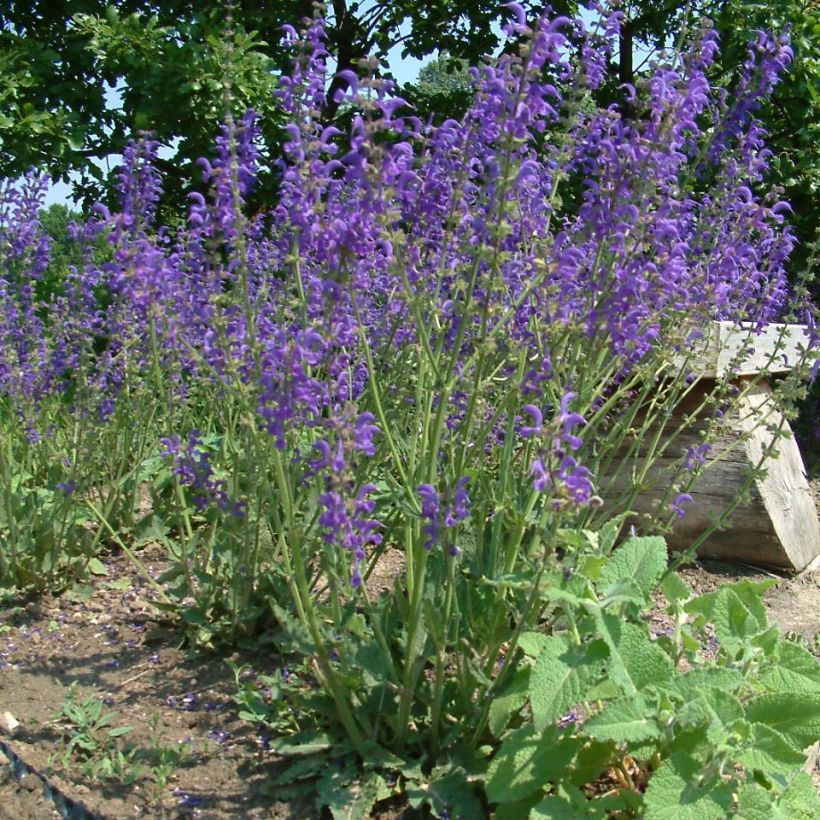 Salvia pratensis - Wiesensalbei (Hafen)