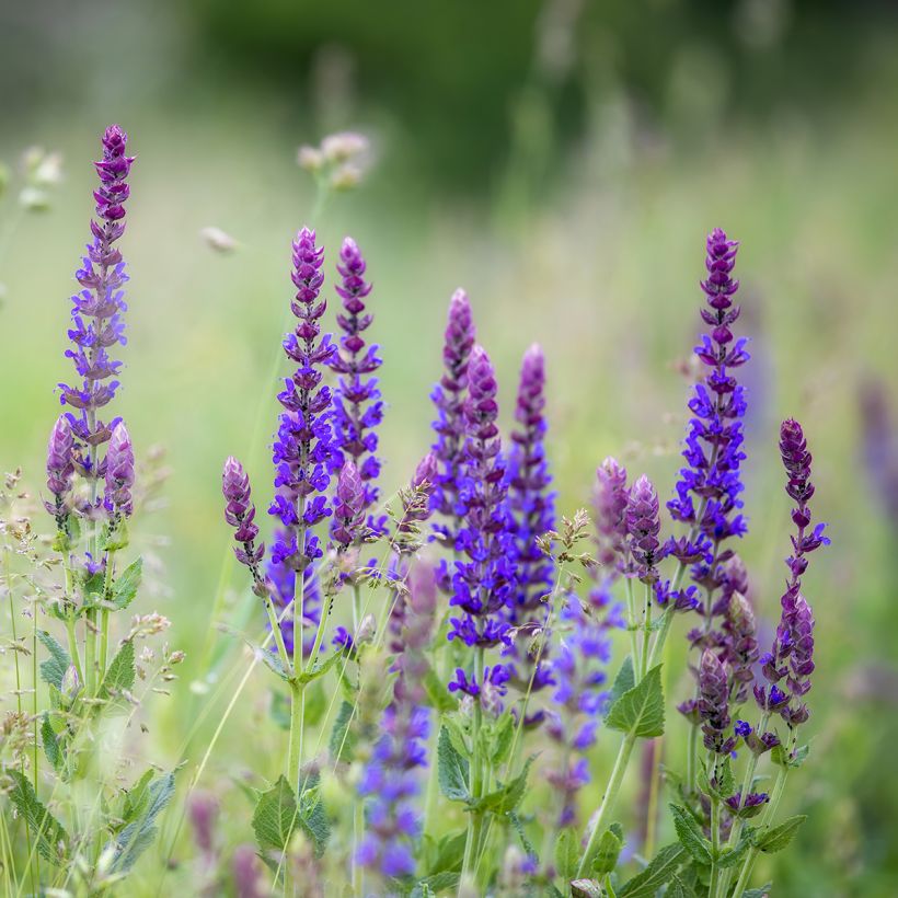 Salvia pratensis Lyrical Blues - Wiesensalbei (Hafen)