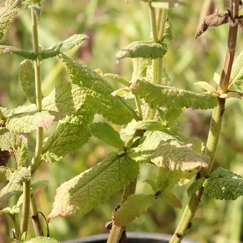 Salvia pratensis Lyrical Blues - Wiesensalbei (Laub)