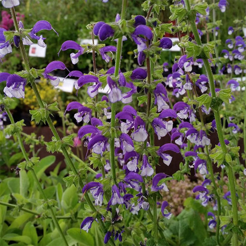 Salvia pratensis Madeline - Wiesensalbei (Blüte)