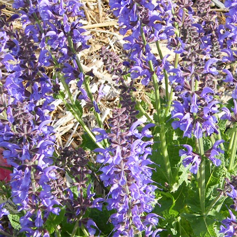 Salvia sylvestris Rhapsody in Blue - Steppen-Salbei (Blüte)