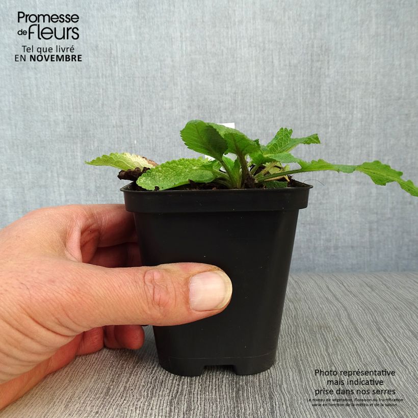 Exemplar von Salvia pratensis - Sauge des prés Godet de 9cm wie im Herbst geliefert