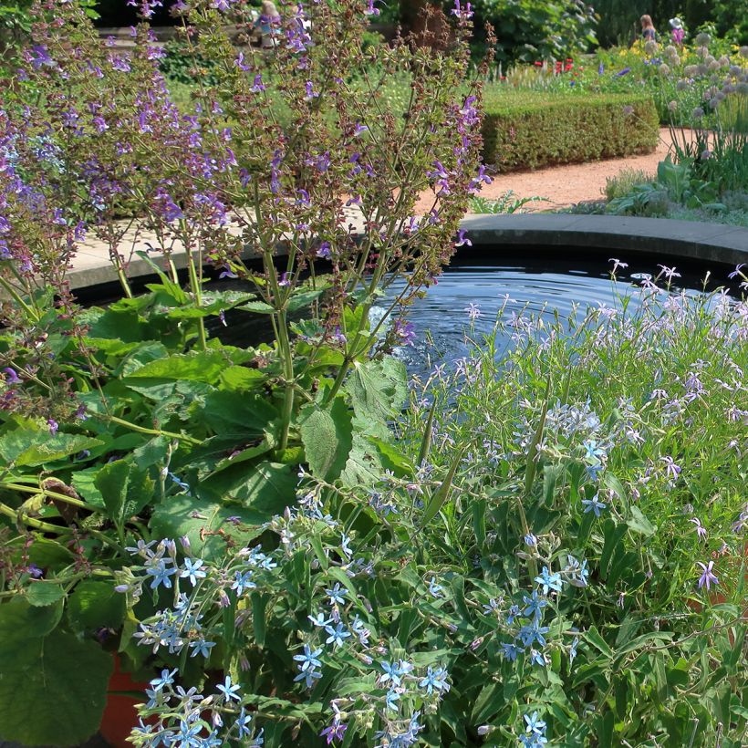 Salvia pratensis Sky Dance - Wiesensalbei (Hafen)