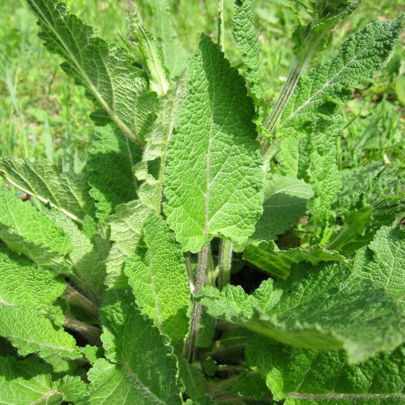 Salvia pratensis Sweet Esmeralda - Wiesensalbei (Laub)