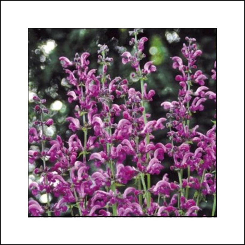 Salvia pratensis Sweet Esmeralda - Wiesensalbei (Blüte)