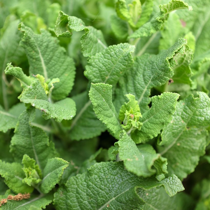 Salvia pratensis Sweet Esmeralda - Wiesensalbei (Laub)