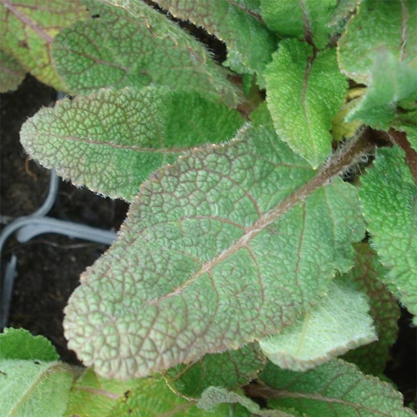 Salvia pratensis Eveline - Wiesensalbei (Laub)