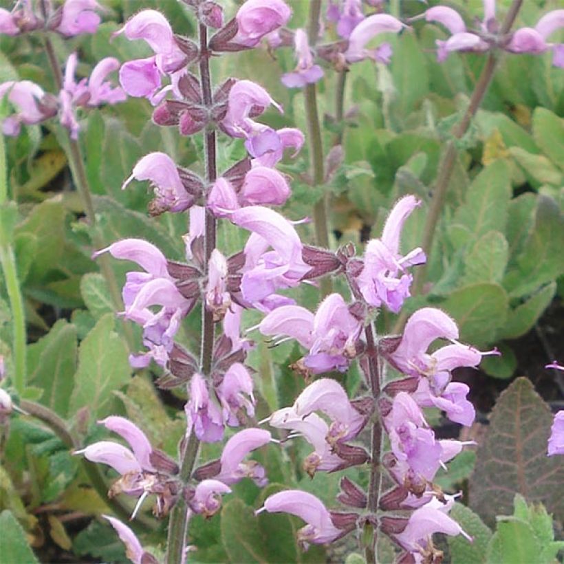 Salvia pratensis Eveline - Wiesensalbei (Blüte)