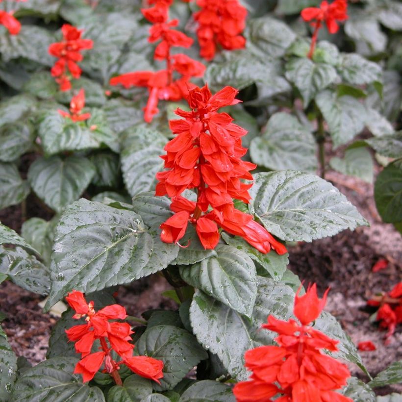 Feuer-Salbei Carambita - Salvia (Hafen)