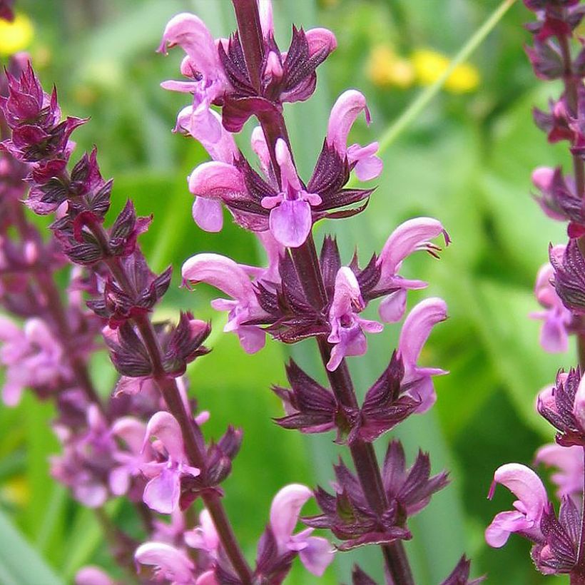 Salvia superba Reine Rose - Ziersalbei (Blüte)