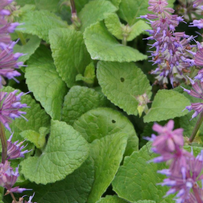 Salvia verticillata Endless Love - Quirlblättriger Salbei (Laub)