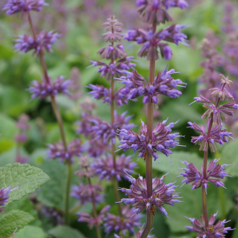 Salvia verticillata Endless Love - Quirlblättriger Salbei (Blüte)