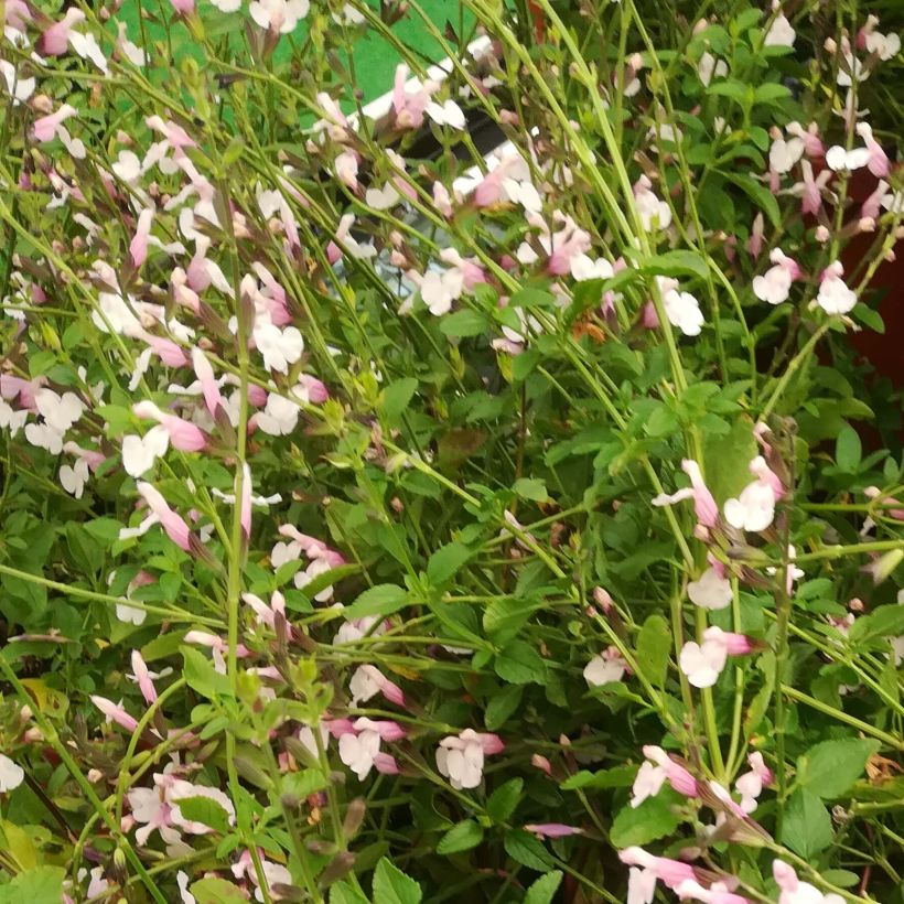 Salvia jamensis Delice Roselilac (Blüte)