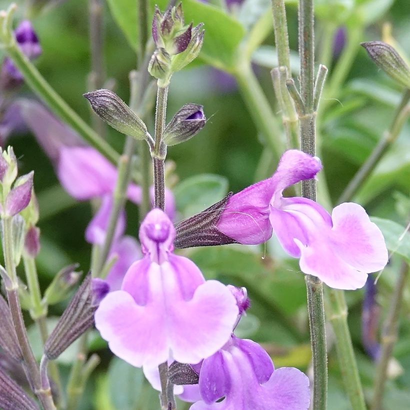 Salvia jamensis Carolus (Blüte)