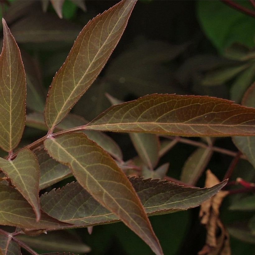 Schwarzer Holunder Chocolate Marzipan - Sambucus nigra (Laub)