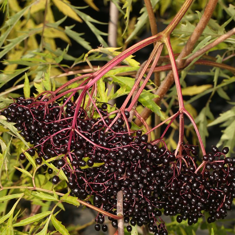 Kanadischer Holunder Acutiloba - Sambucus canadensis  (Ernte)