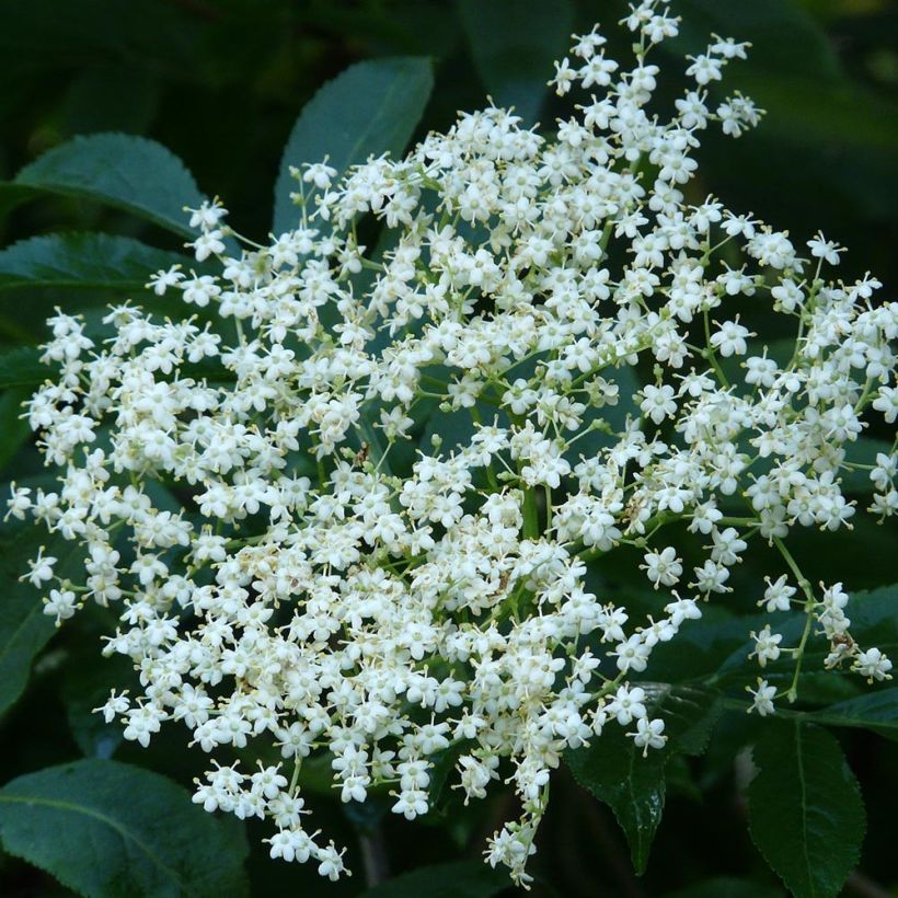 Schwarzer Holunder - Sambucus nigra (Blüte)