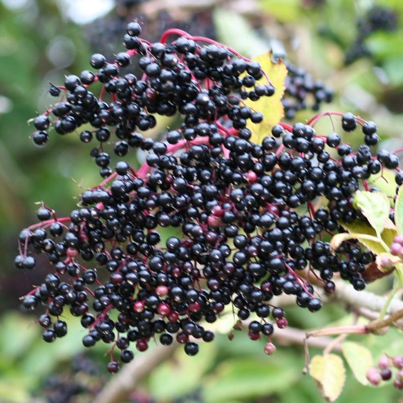 Schwarzer Holunder - Sambucus nigra (Ernte)