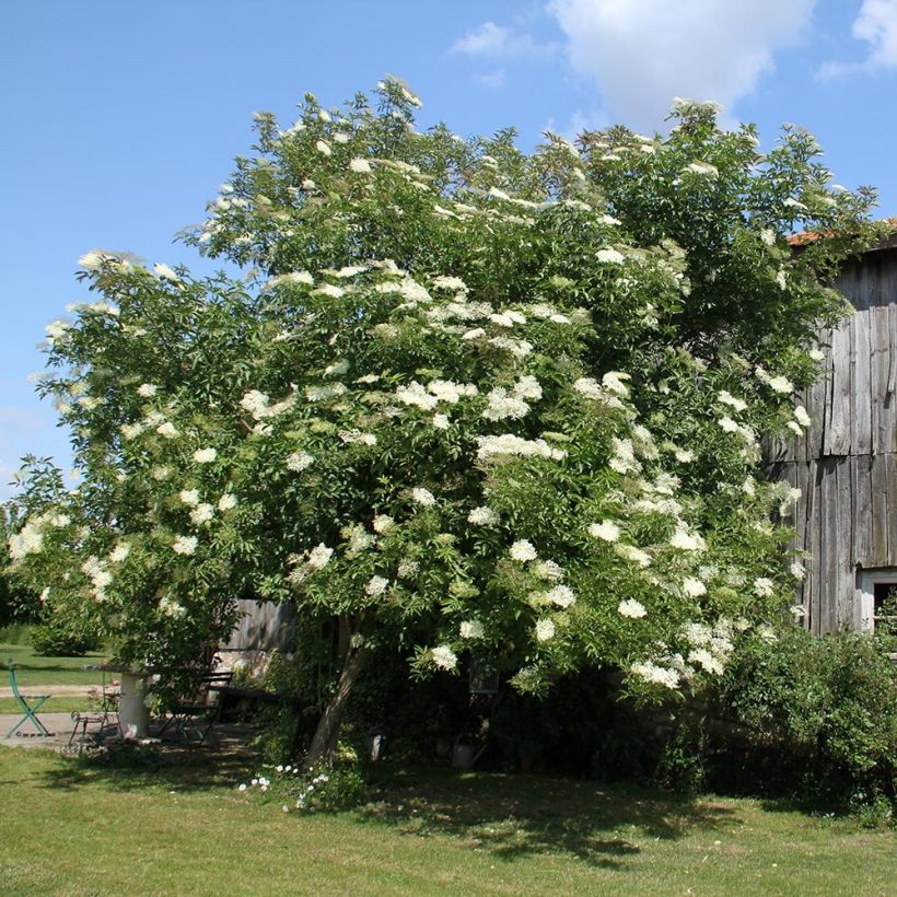 Schwarzer Holunder - Sambucus nigra (Hafen)