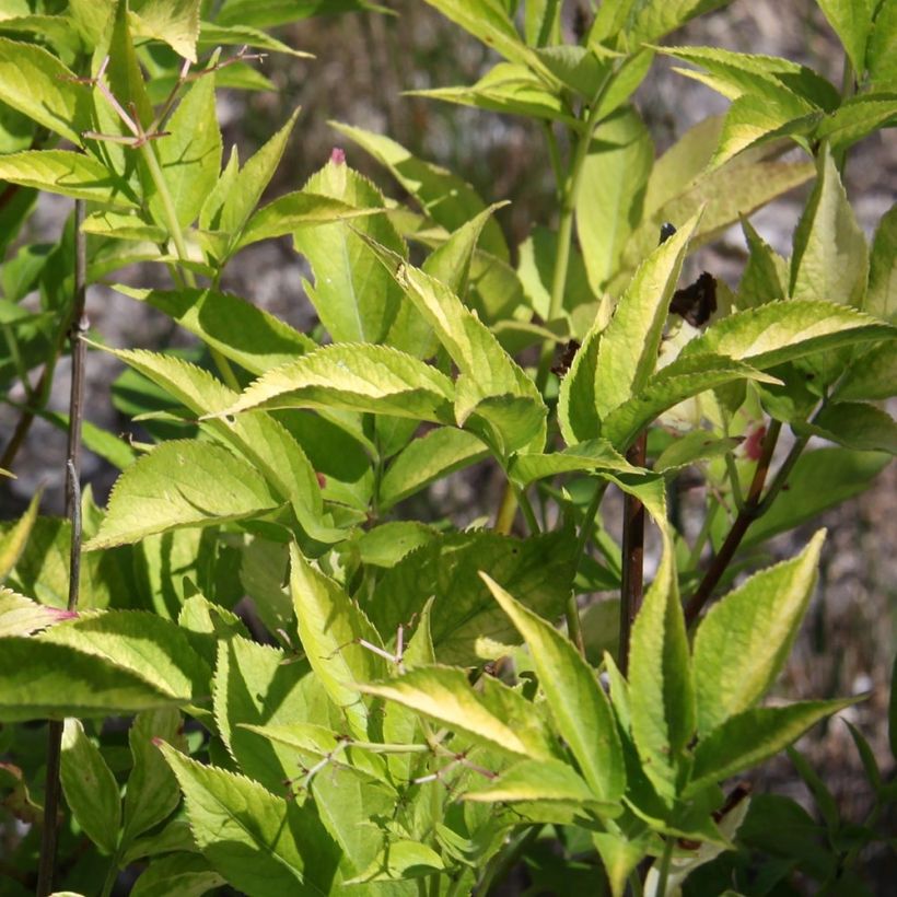 Schwarzer Holunder Aurea - Sambucus nigra (Laub)