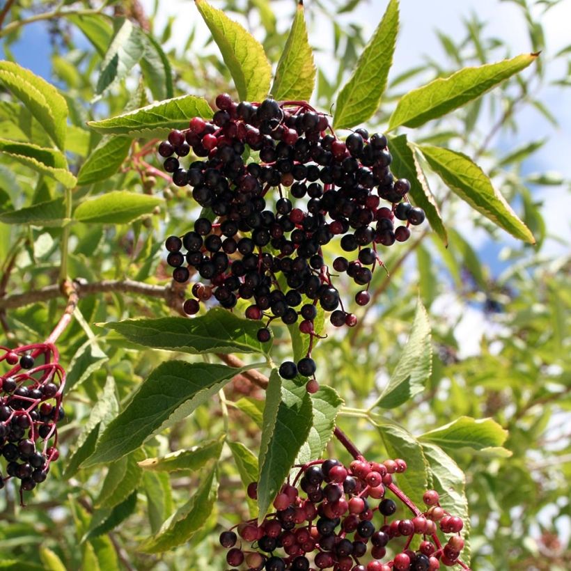 Schwarzer Holunder Aurea - Sambucus nigra (Ernte)