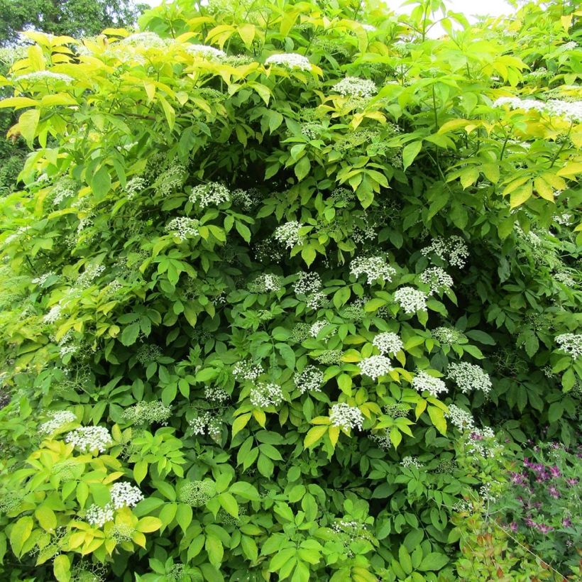 Schwarzer Holunder Aurea - Sambucus nigra (Hafen)