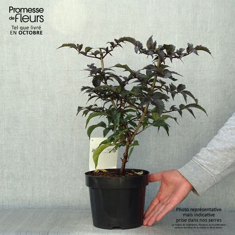 Exemplar von Schwarzer Holunder Black Tower - Sambucus nigra wie im Herbst geliefert