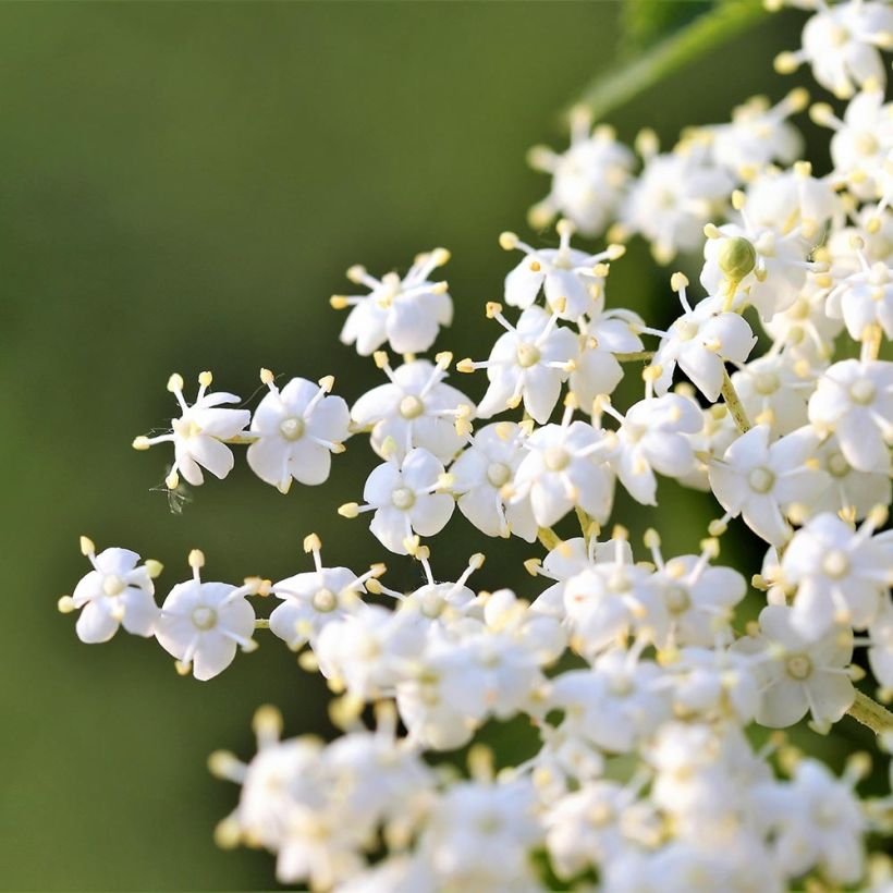 Schwarzer Holunder Laciniata - Sambucus nigra (Blüte)