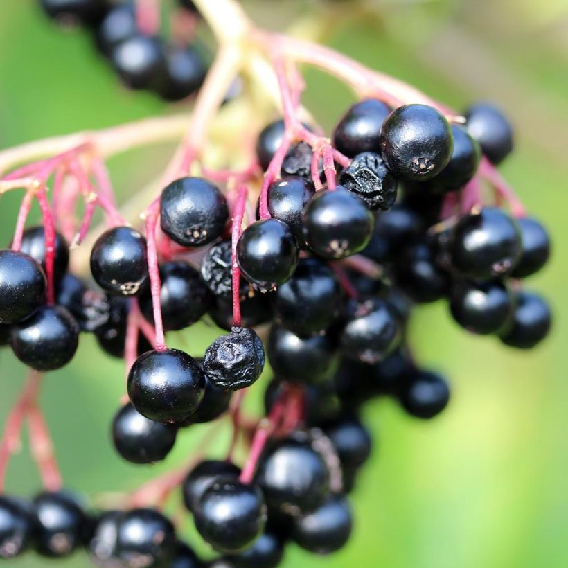 Schwarzer Holunder Laciniata - Sambucus nigra (Ernte)