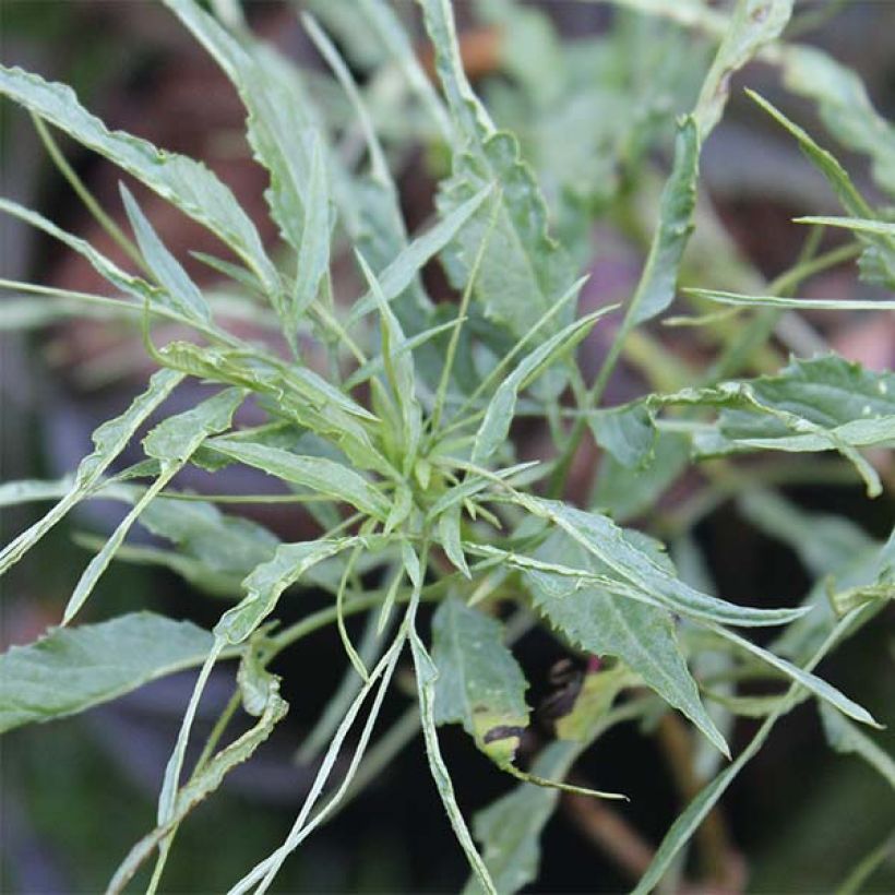 Schwarzer Holunder Linearis - Sambucus nigra (Laub)