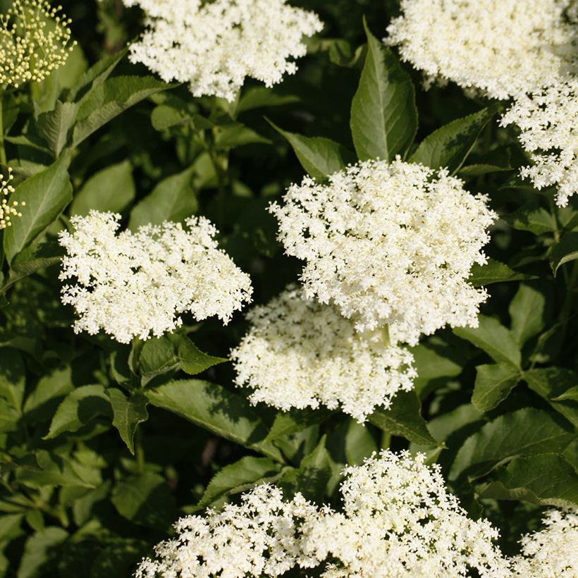 Schwarzer Holunder Obelisk - Sambucus nigra (Blüte)