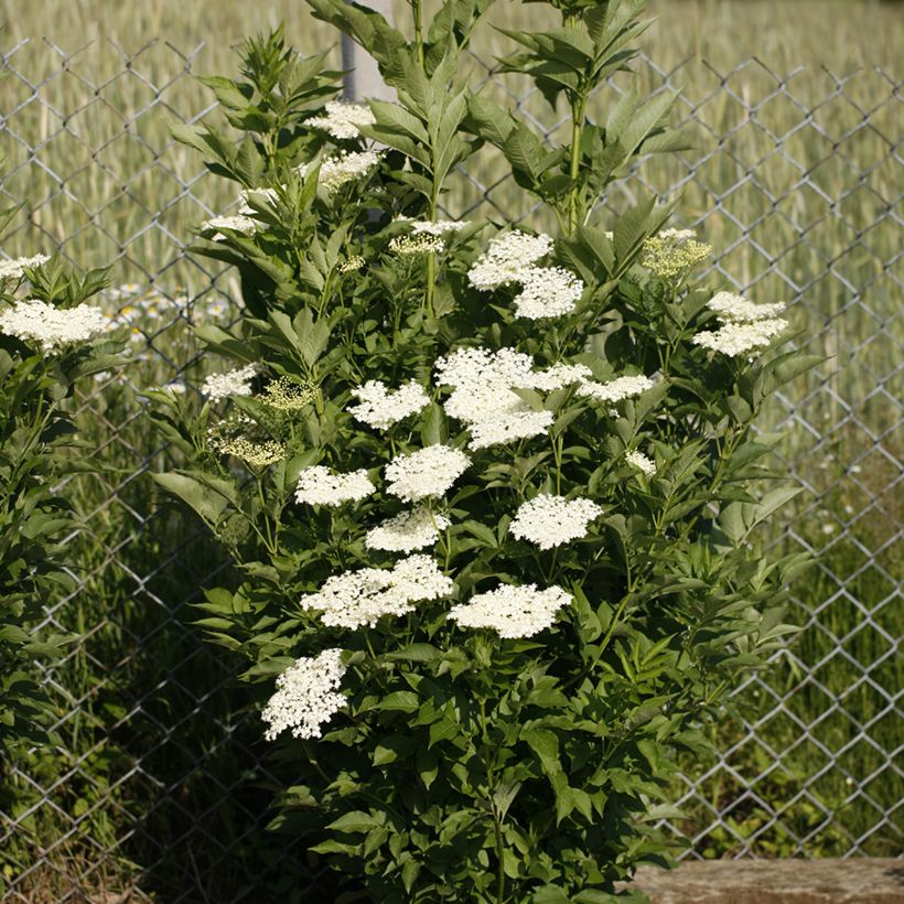 Schwarzer Holunder Obelisk - Sambucus nigra (Hafen)