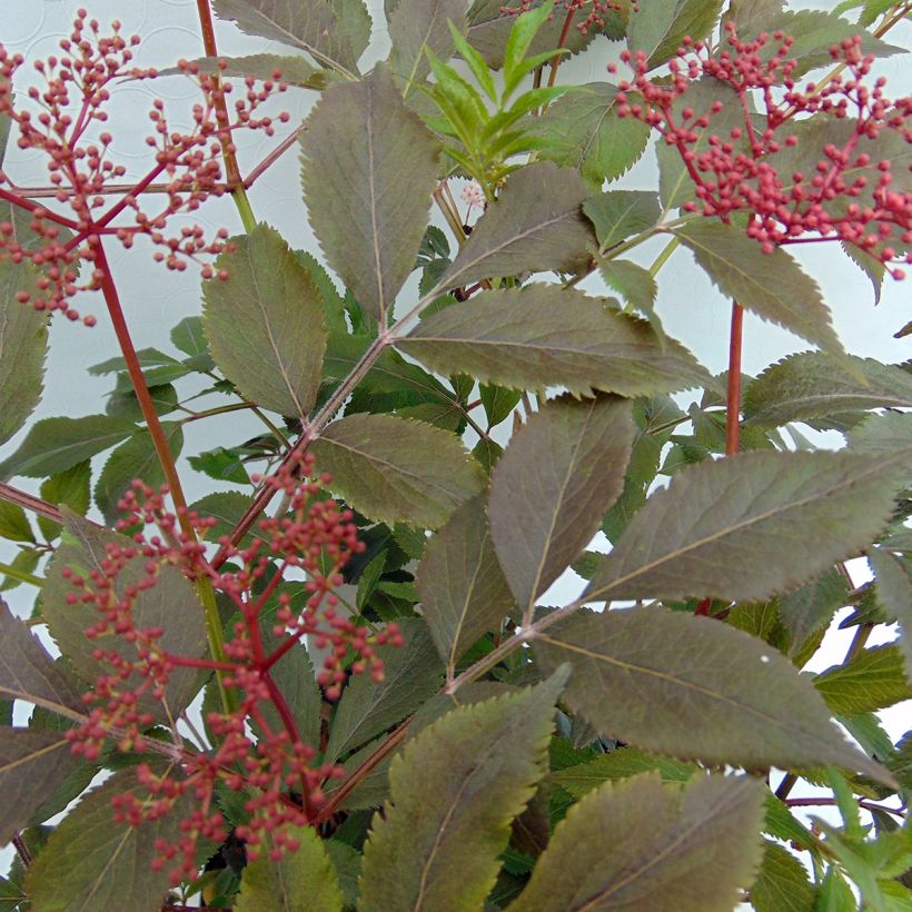 Schwarzer Holunder Thundercloud - Sambucus nigra (Laub)