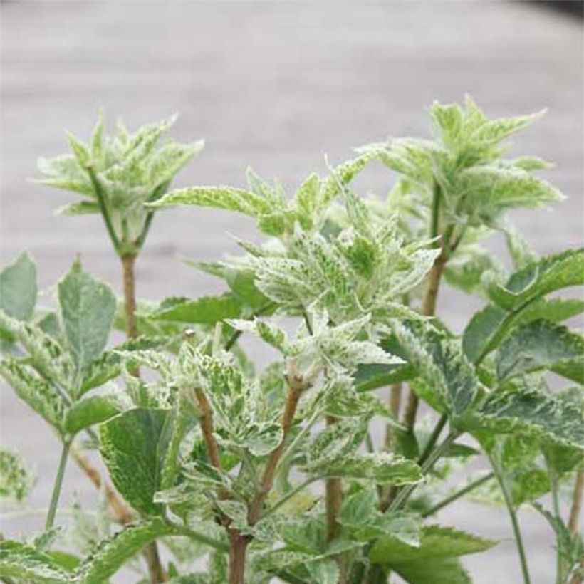 Schwarzer Holunder Pulverulenta - Sambucus nigra (Laub)