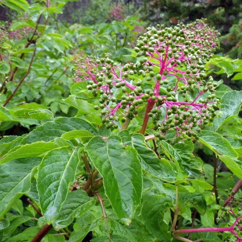 Trauben-Holunder - Sambucus racemosa (Laub)